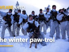 The winter paw-trol 🐾